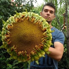 GIRASOLE GIGANTE HULK  - FIORI ENORMI, 10 SEMI