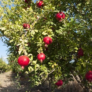 Russian-Pomegranate-Salavatski-Punica-granatum-Cold-hardy-Zone-7-LIVE-PLANT