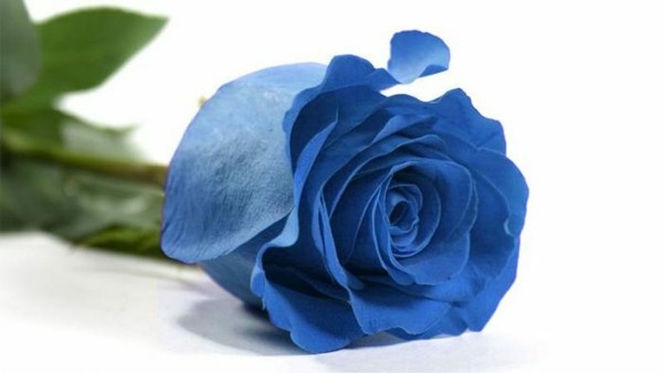 Semillas de Rosa Rosal AZUL BLUE ROSE SEEDS flor color colour iphone sony planta