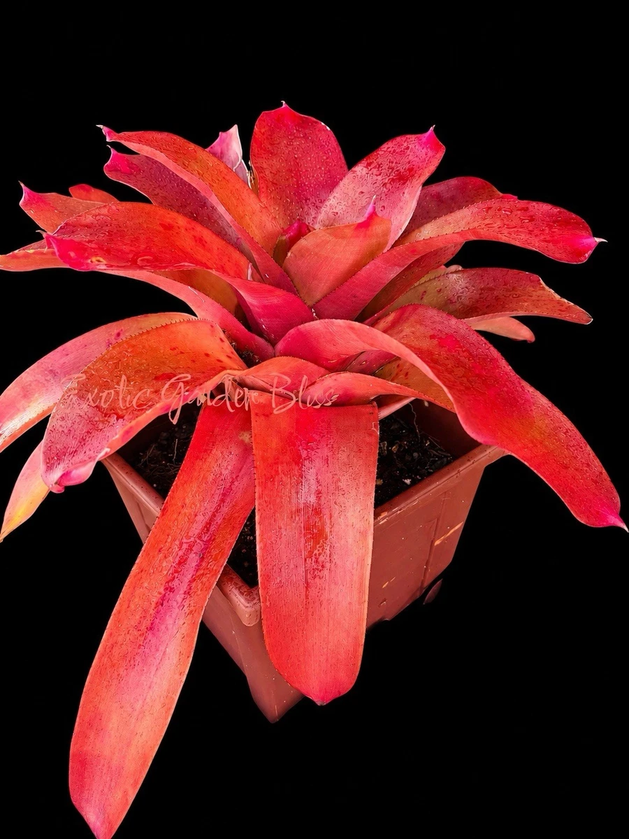 Bromeliad for sale - eBay