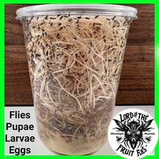 Fruit Fly Culture Large Fruit Fly: D. hydei - 32oz