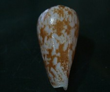 Conus Kinoshitai 56 mm F+++ beautiful DARK PATTERN Specimen WOW