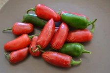 25 MILD TAM JALAPENO PEPPER SEEDS ~ heirloomseedguy ~ 2026 ~ NON-GMO