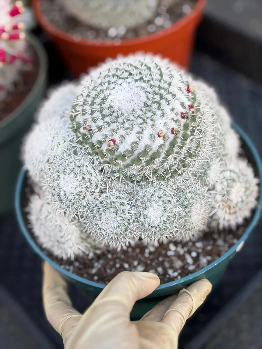 Mammillaria Summer Arid Cactis&Succulents for sale | eBay