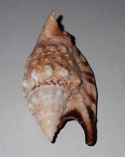 79 mm SUPERBE MOTIF Strombus Aratrum conque coquillage #AO2 Phi-Phi Island Phuket - Photo 3/4