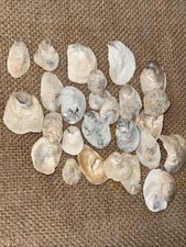 0-1 Mini Oyster Shells - 26 PCS Ready For Use For Crafting, Home Decor, Art