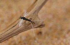 Trico Spinner Mayfly Nymph Fly - 12 Flies  - Mustad Signature Hook