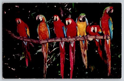 Parrot Jungle