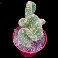 Opuntia  Microdesis Cristaat 'Crested Prickly Pear Cactus  in 8cm Pot