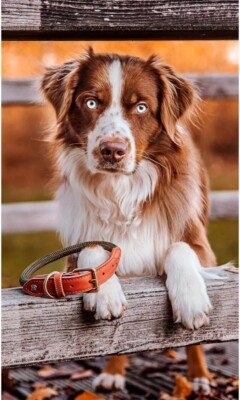 Michur Sherpa Green Hornet, dog collar leather reinforcement and  UK