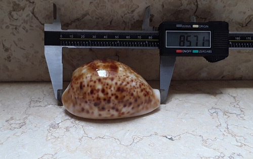 F Cypraea pantherina rusty natural glossy sea shell nice rusty colour 85.7mmF+++ - Picture 12 of 12