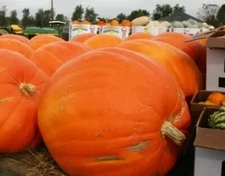 Prizewinner Pumpkin Seeds for Planting (10 Seeds) - Exhibition Pumpkins