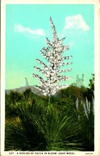 Yucca Plant in Bloom Soap Weed Postcard unused (15216)
