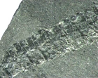 Ordovician graptolite small fossils in slide Climacograptus scharenbergi 1/bid