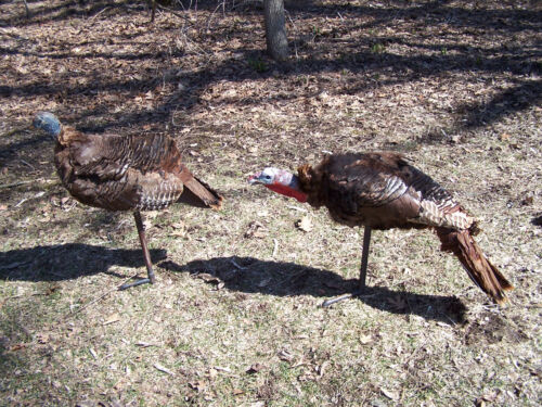 Vintage 2004 BuckWing Bobbin Head Tom & Hen Turkey Decoys Lot of 2 Diawa MA15G