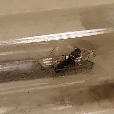Unknown species queen ant with brood