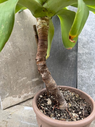 Agave attenuata (Asparagaceae) Stamm Sukkulente Drachenbaum Agave Mittelamerika - Bild 10 von 10