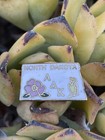 Alpha Delta Kappa Sorority Pin North Dakota Shaped With State Bird And Flower — photo 4