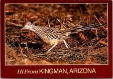 Hi from KINGMAN, Arizona AZ ROAD RUNNER animal 4x6 Postcard