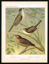 1896 Cassell’s Cage Birds – Blackcap, Whitethroat & Nightingale Chromolithograph