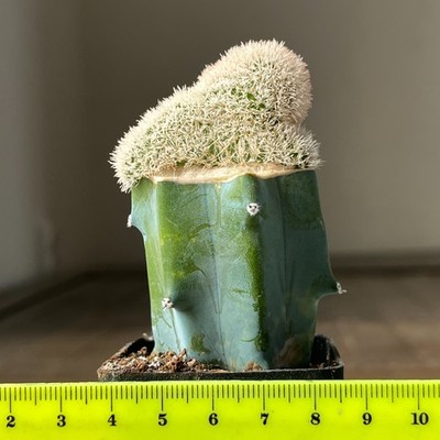 A36-1195 Pygmaeocereus densiaculeatus f. cristata, grafted