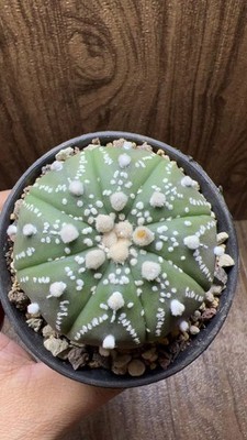 1PCS 5.2CM Astrophytum asterias var.super Beautiful cactus succulent plants
