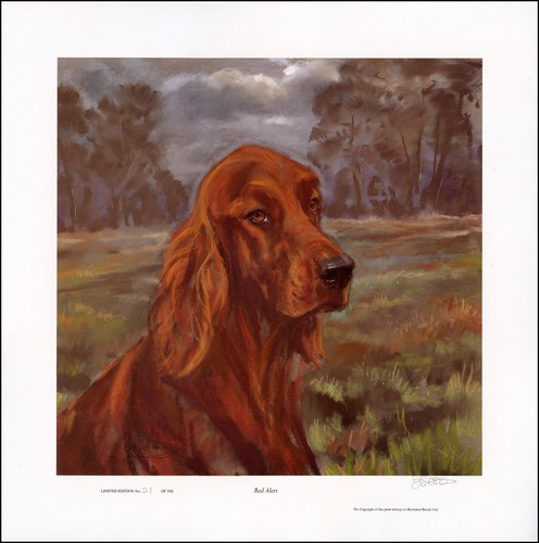 IRISH RED SETTER DOG FINE ART LIMITED EDITION PRINT - by the late Julie Stooks - Picture 2 of 2