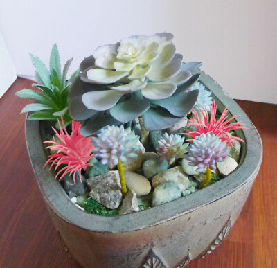 red succulents 4'' Echeveria Red Light, Rare Live Succulent Plants