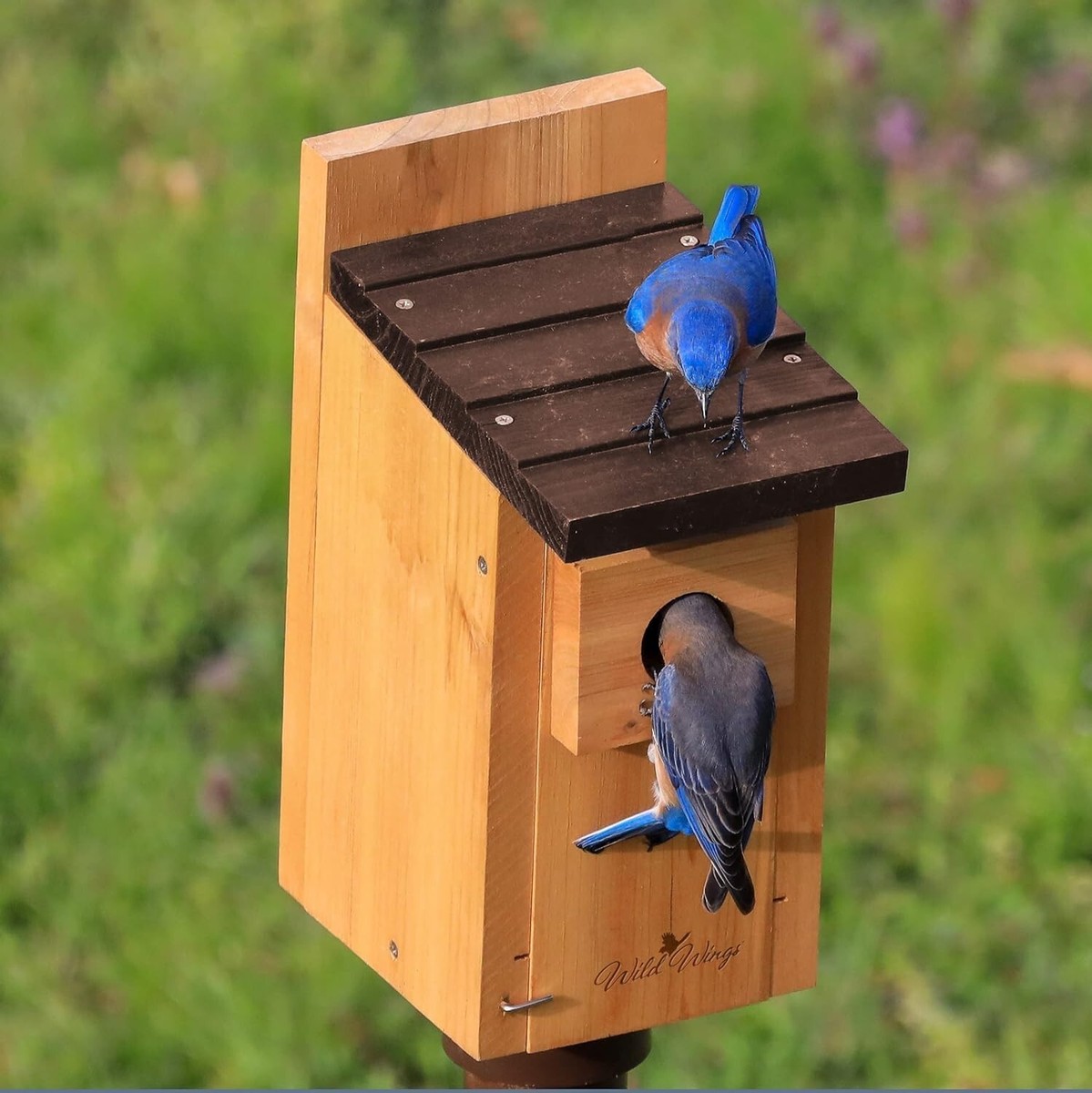 Bluebird Box House - Cedar Wood - Air Vents - Clean-out Door