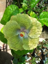 20 Green Hibiscus Seeds Flowers Flower Seed Perennial Bloom 443