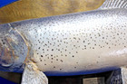 VTG Monster 35 Inch Manistee River Trout/Salmon Taxidermy Wall Hang — photo 4
