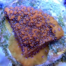 Mystic Sunset Montipora