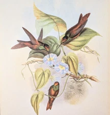 Gould RAINBOW Hummingbirds Vintage Bird Art Print Bookplate 247