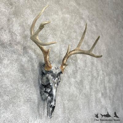 n*r様 蝦夷鹿hunting trophy（deer skull）天然 Amazon.com