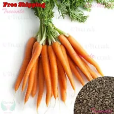 Little Fingers Carrot - Daucus Carota SEEDS | Vegetable Seeds