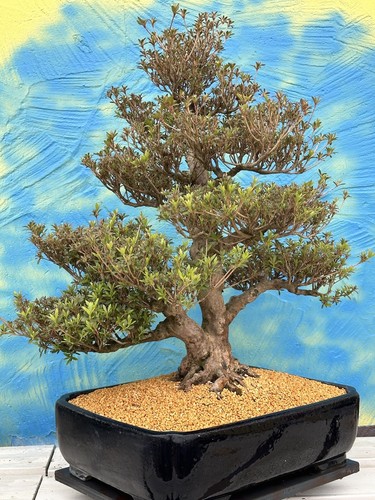Joe MEGA Bonsai " KOTO " Jap.Satsuki Azalee Schale Tokoname Blau Japan Neu - Bild 9 von 16