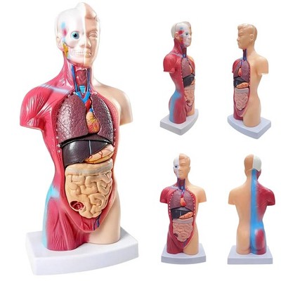 Körpermodell menschliche Anatomie Anatomisches Körper 14 Organen ca. 28cm Set DE