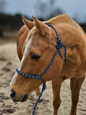 Deluxe Braided Paracord Rope Halter W/lead
