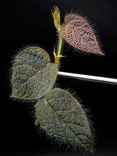 Ficus villosa cutting 