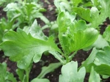 200 Lager Tiger Ear Leaf Chinese Garland Chrysanthemum, 大葉茼蒿 seeds, FREE SHIPPIN