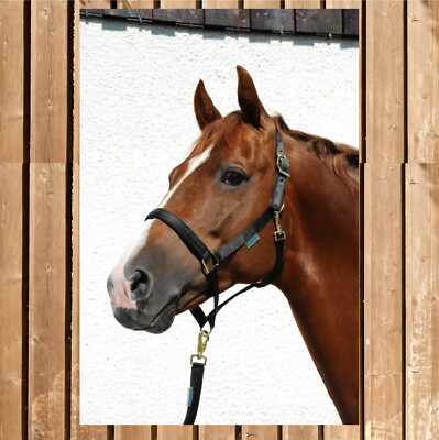 Bucas Halfter Dublin, Bucas Stallhalfter Dublin, weiches stabiles Halfter, black