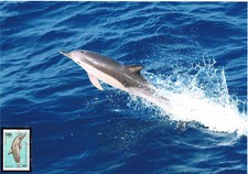 Delphin Schmuckblatt 1.2