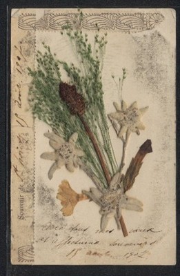 Dried flowers postcard a beautiful bouquet of flowers with bright green, real get 
