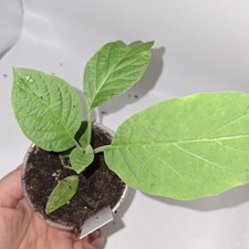 Brugmansia (Angel’s Trumpet) – White Flower | Young Plant