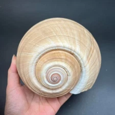 7" Tonna Olearium Shell Tonna Galea Shell, Sea Snail Giant Tun Shell