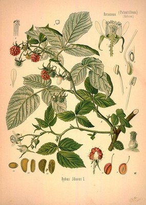 ''Rubus Jdaeus. Originalgetreue Abbildung; 30x45cm ''
