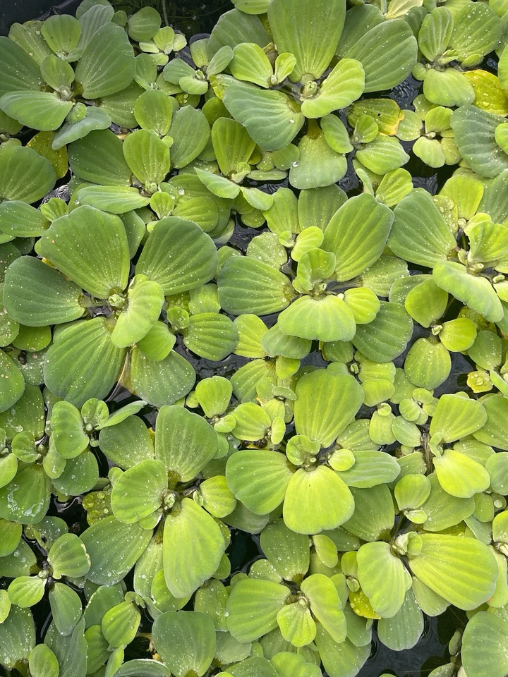 3 Bulb Water Lecttuce Live Floating Aquarium Plant Buy 2 Get 1 Free - Image 4 of 4