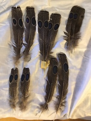 5 Matching Pairs of Gray Peacock Pheasant Tail Feathers 4 1/2  - 6 1/2 