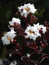 ~EBONY & IVORY~Crepe Crape Myrtle Starter Plant~White Flower Black Foliage 