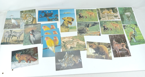 Postcard USSR Various Animals Zebras Fox Hedgehog Kangaroo Ting Vintage Rare - Picture 1 of 17